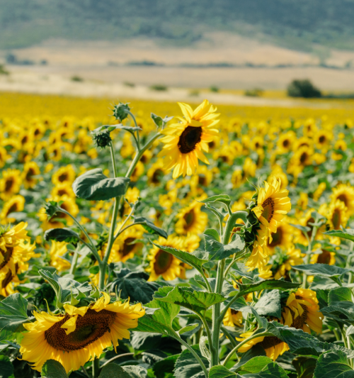 Подсолнухи